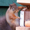 Red Squirrels cover art